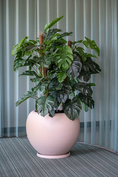 Monstera Pertusum L, Green