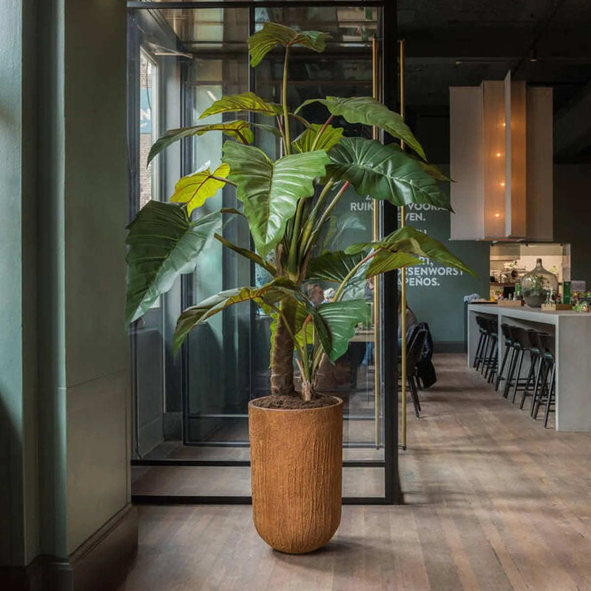 Alocasia M, Groen