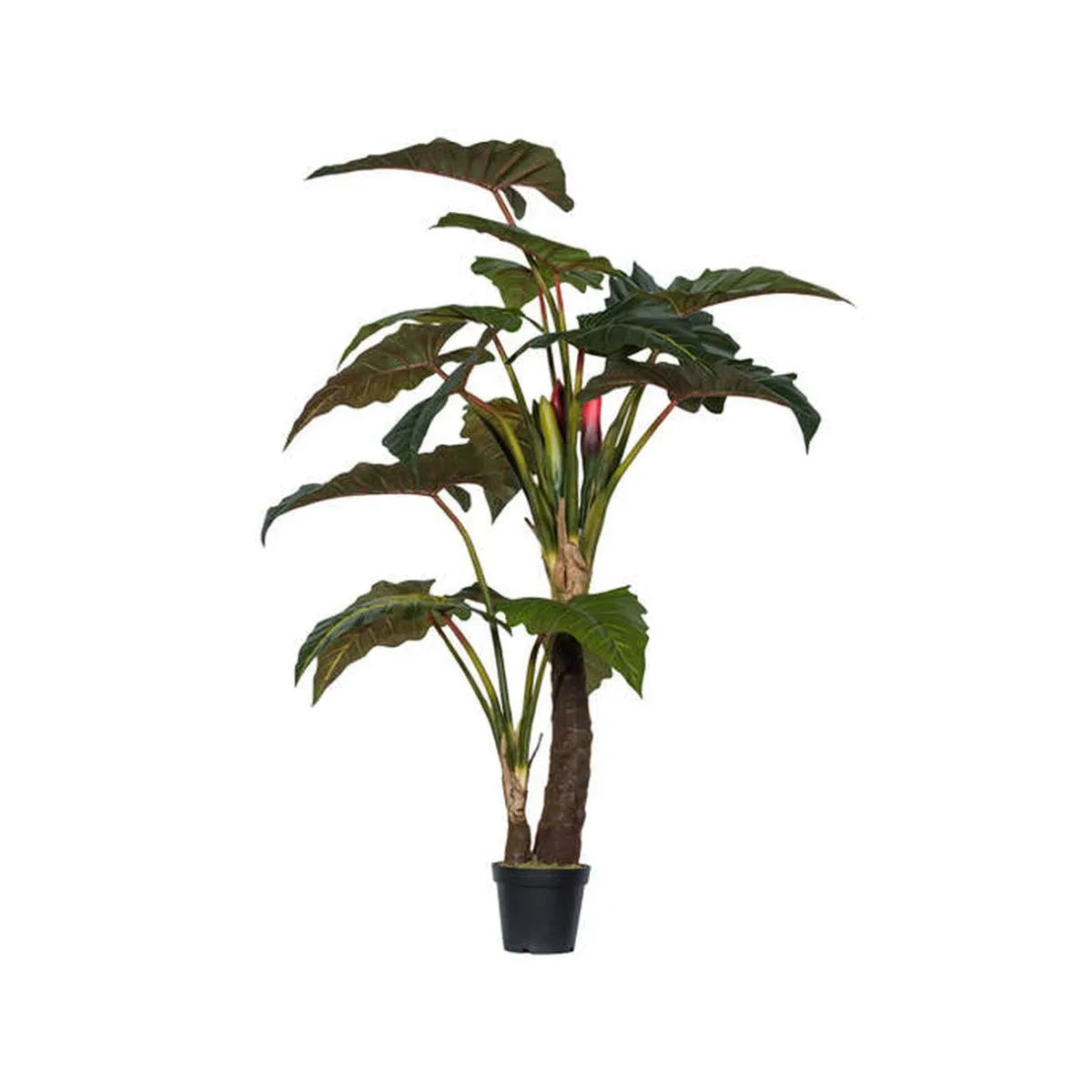 Alocasia Tree L, Groen