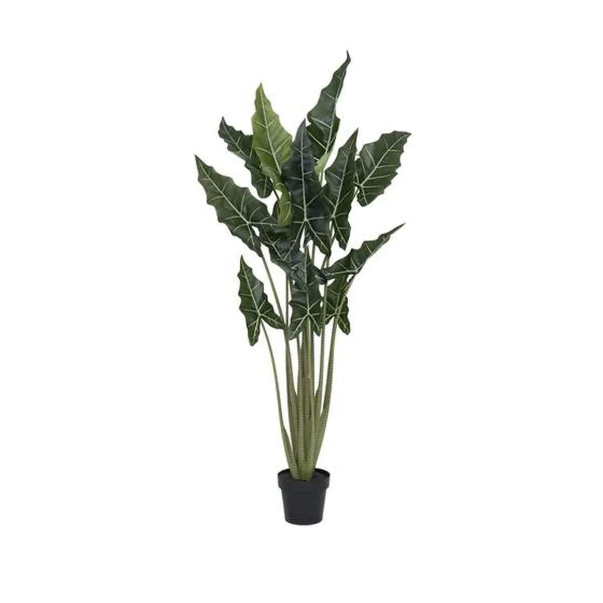 Alocasia taro S, Groen