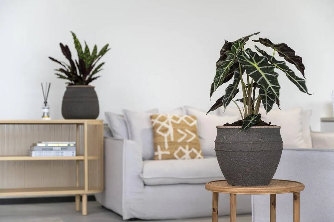 Athena L, Bruin