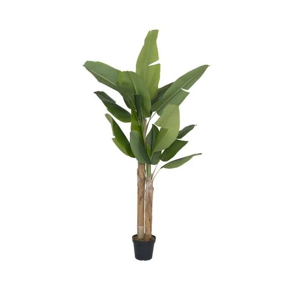 Banana tree XL, Groen
