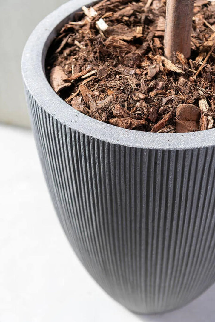 Ben L, Donkergrijs