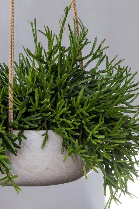 Eileen M (hanging) Grey Washed