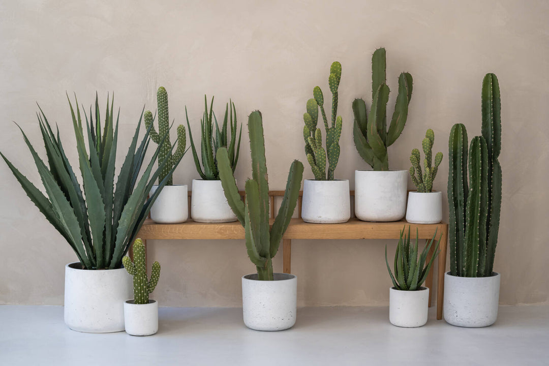 Pottery Pots - Nepplanten Cactus Opuntia M, Groen