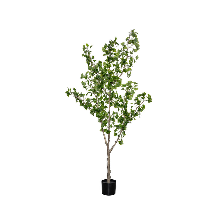 Pottery Pots - Nepplanten Ginko Biloba Tree L, Groen