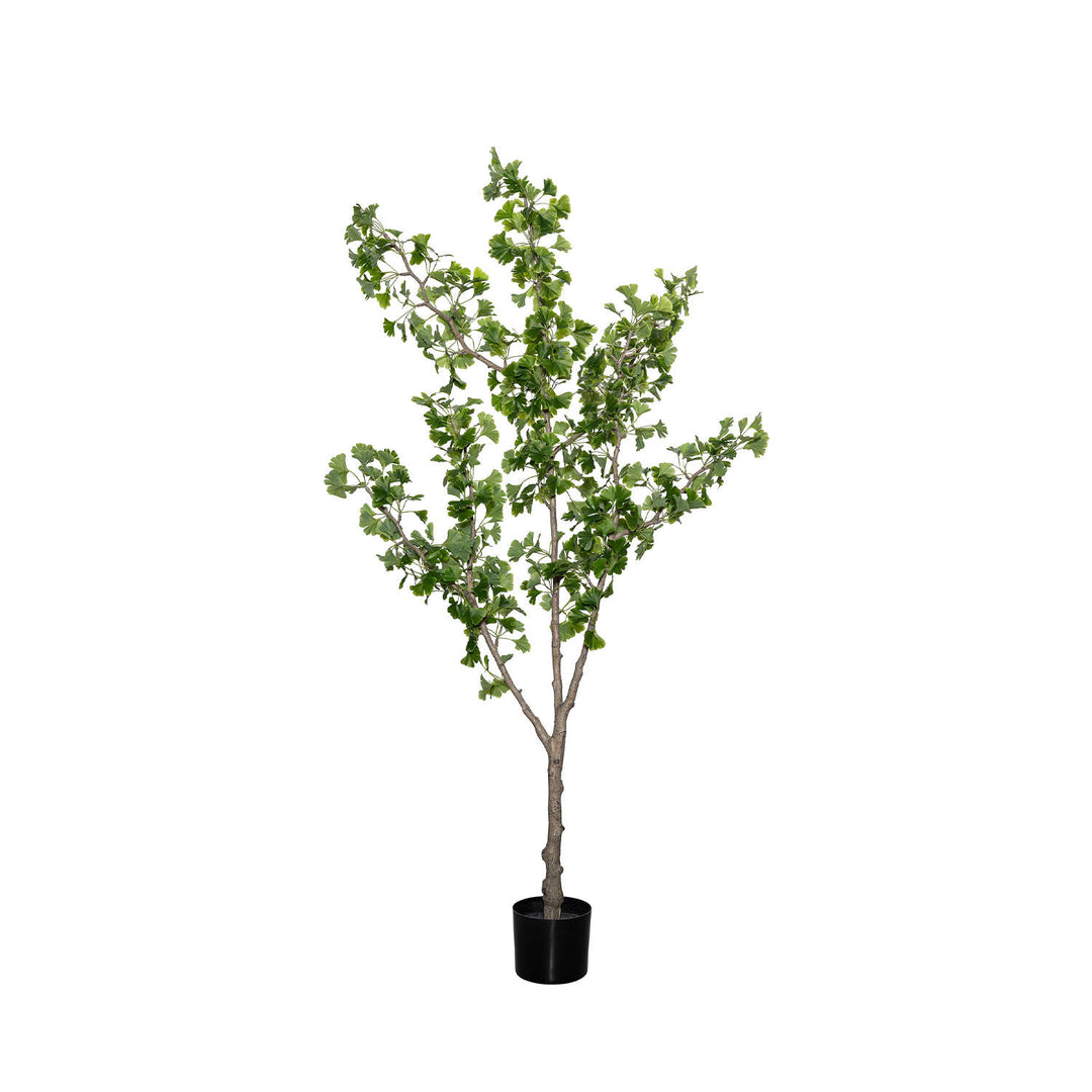 Pottery Pots - Nepplanten Ginko Biloba Tree L, Groen