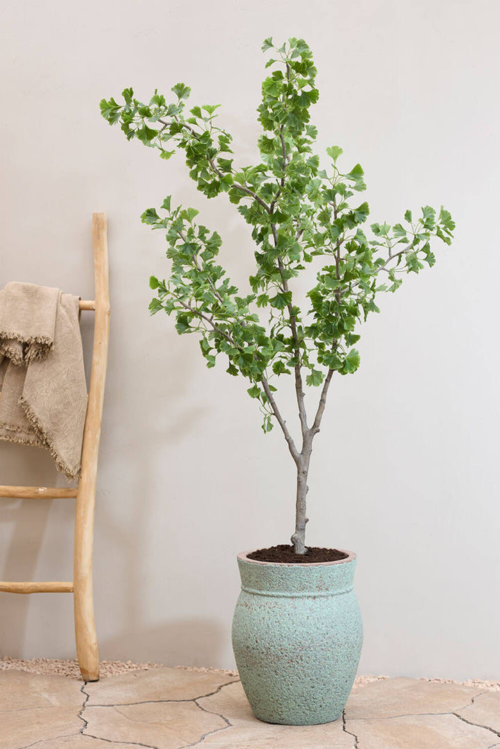 Pottery Pots - Nepplanten Ginko Biloba Tree L, Groen
