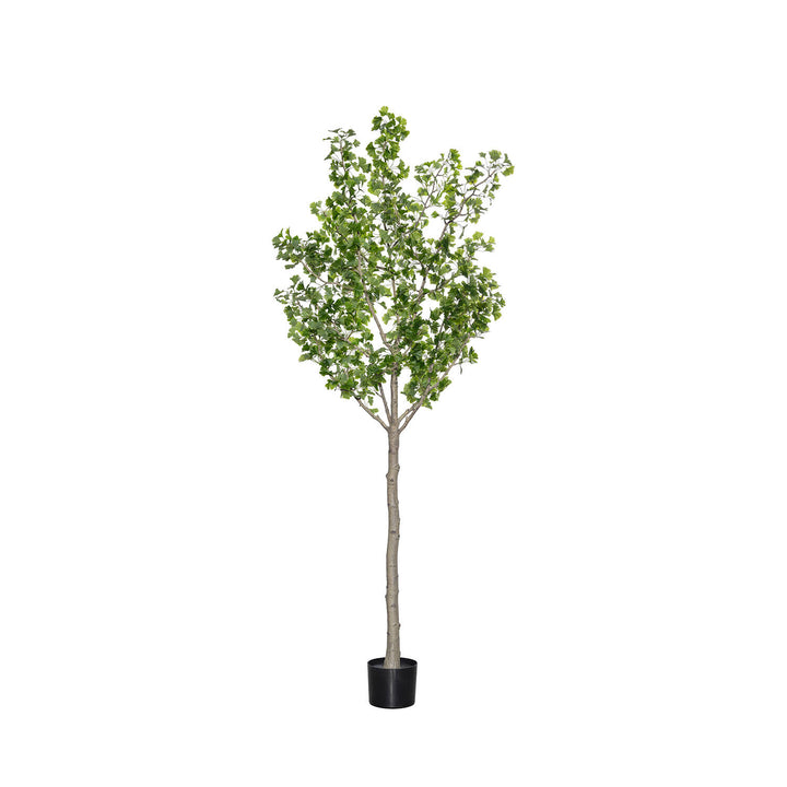 Pottery Pots - Nepplanten Ginko Biloba Tree XL, Groen