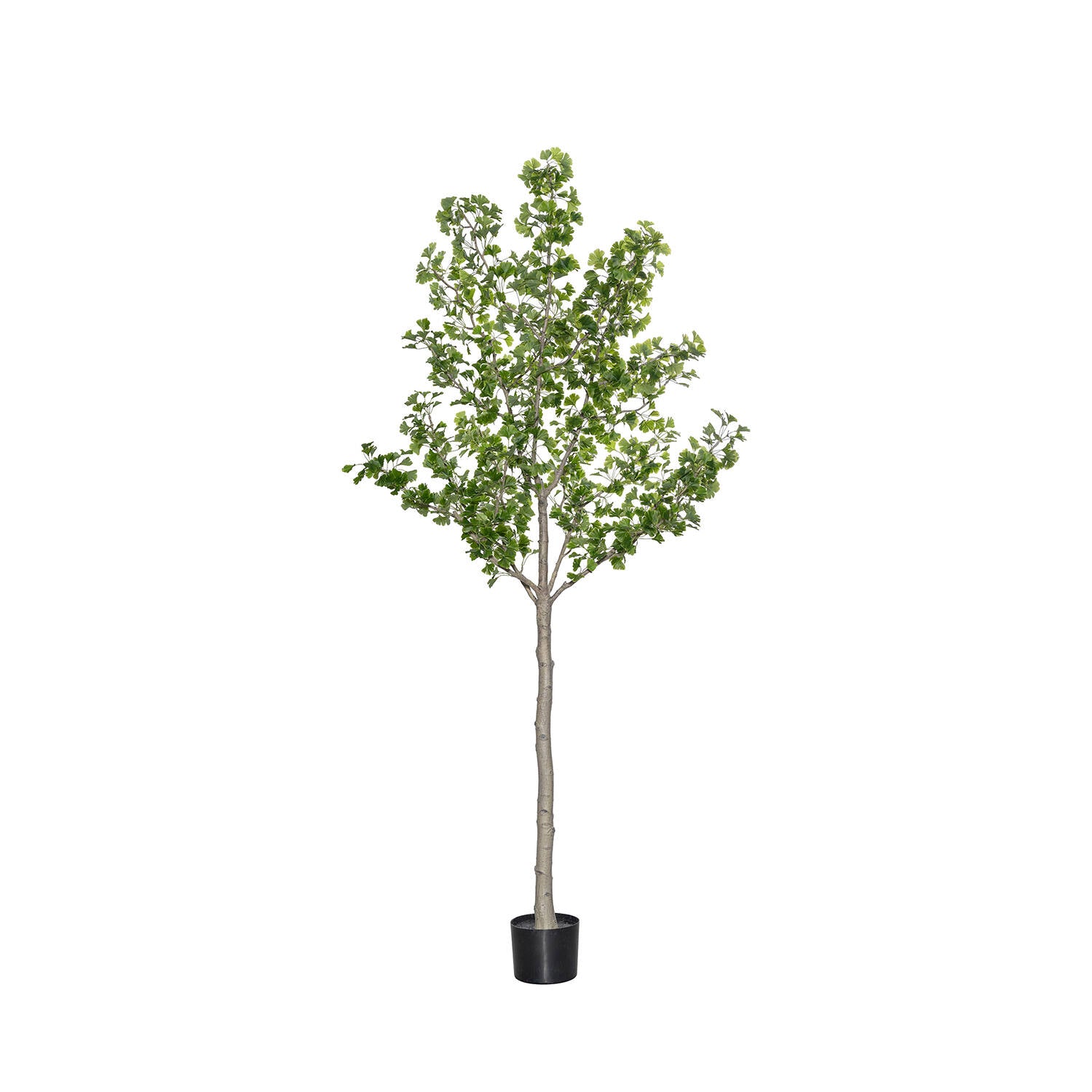 Pottery Pots - Nepplanten Ginko Biloba Tree XL, Groen