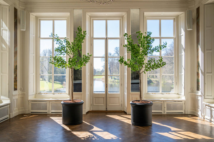Pottery Pots - Nepplanten Ginko Biloba Tree XL, Groen