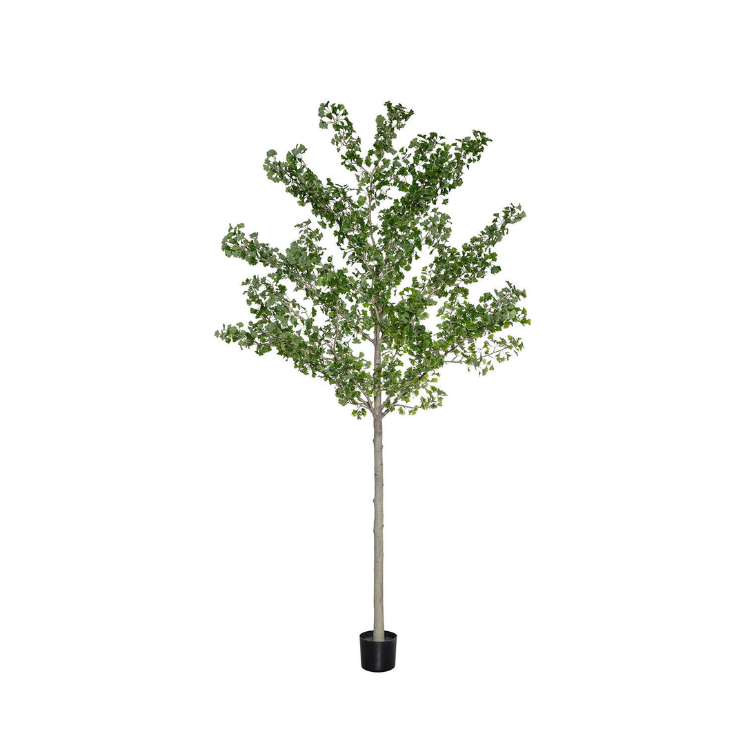 Pottery Pots - Nepplanten Ginko Biloba Tree XXL, Groen