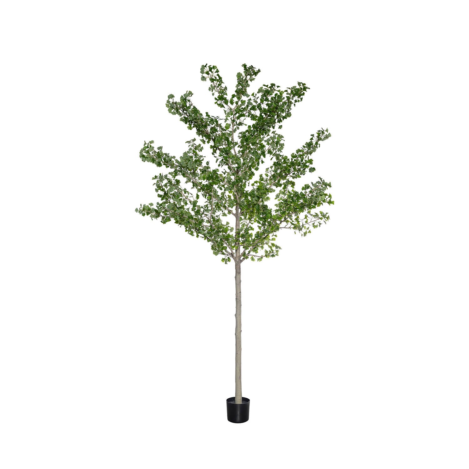Pottery Pots - Nepplanten Ginko Biloba Tree XXL, Groen