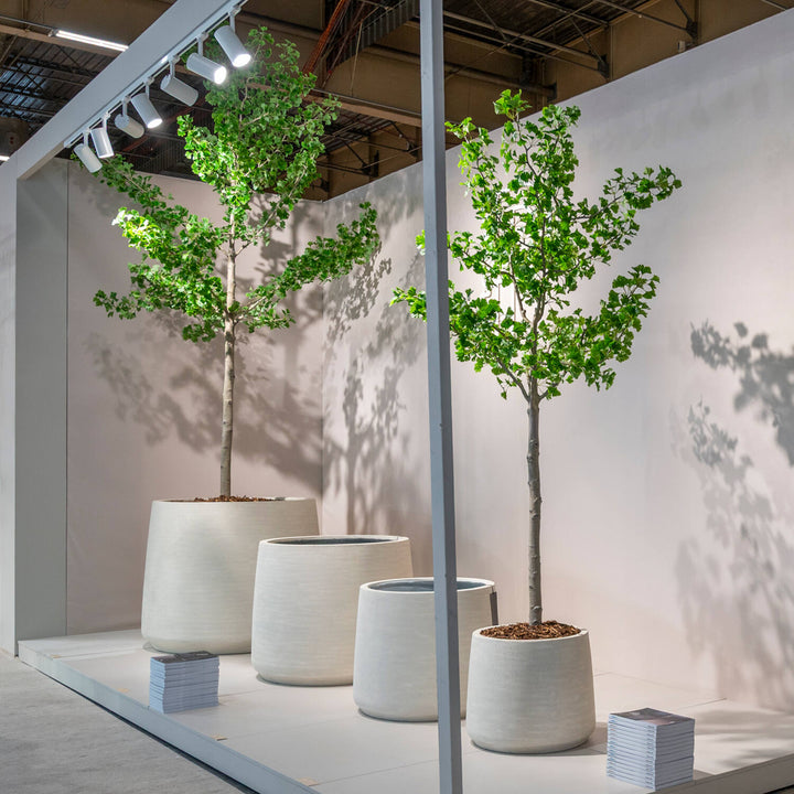 Pottery Pots - Nepplanten Ginko Biloba Tree XXL, Groen