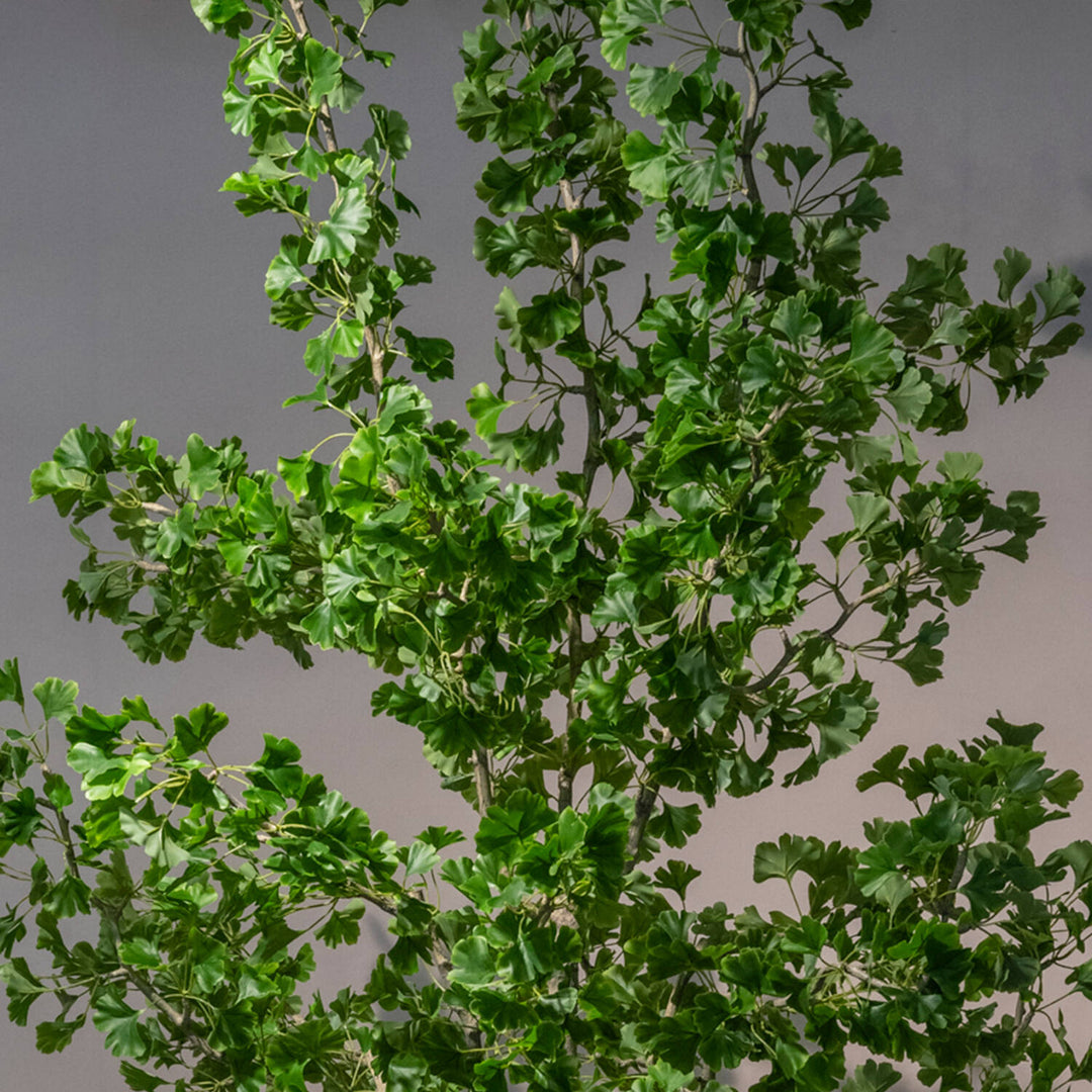 Pottery Pots - Nepplanten Ginko Biloba Tree XXL, Groen