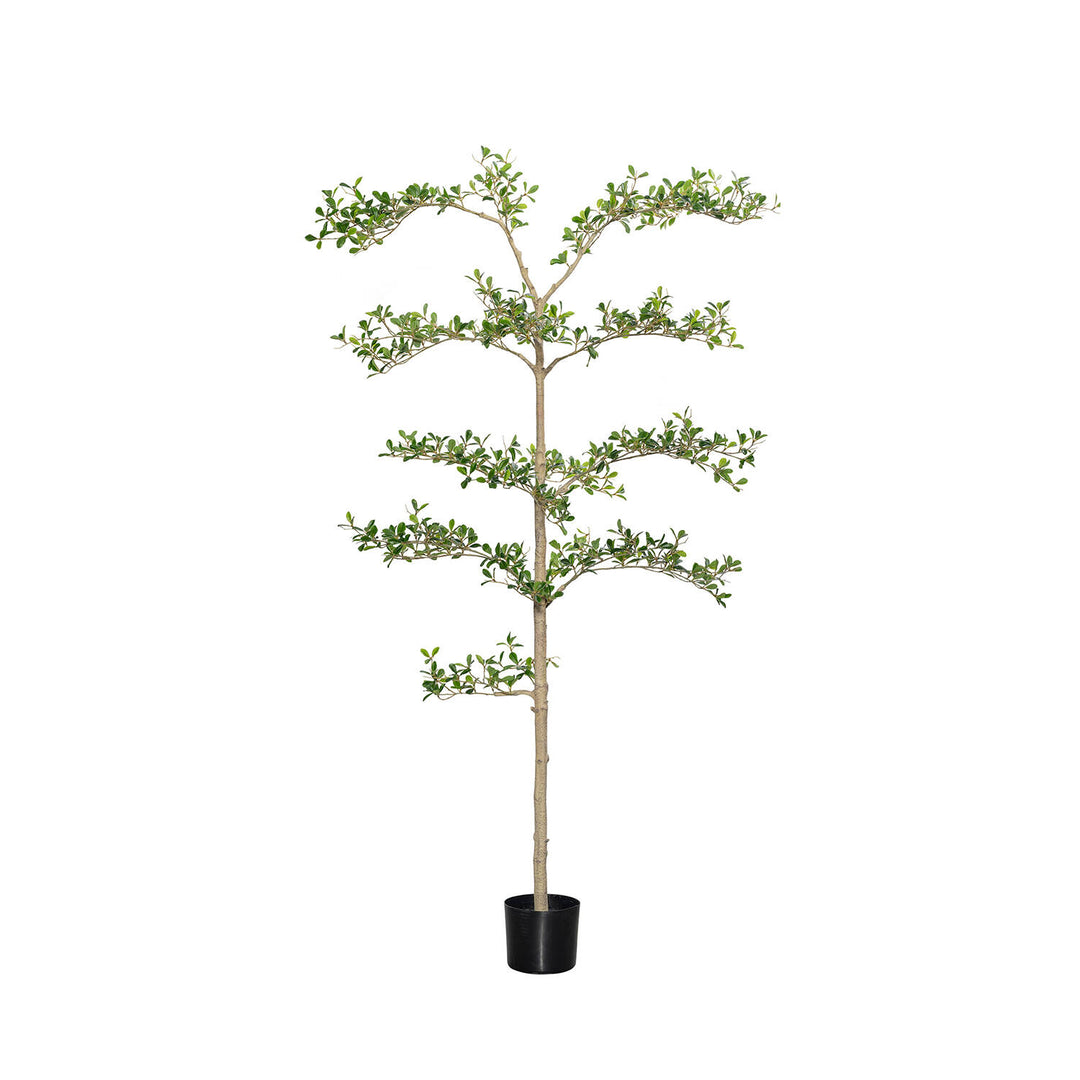 Pottery Pots - Nepplanten Buchida Buceras Shady Lady Tree L, Groen