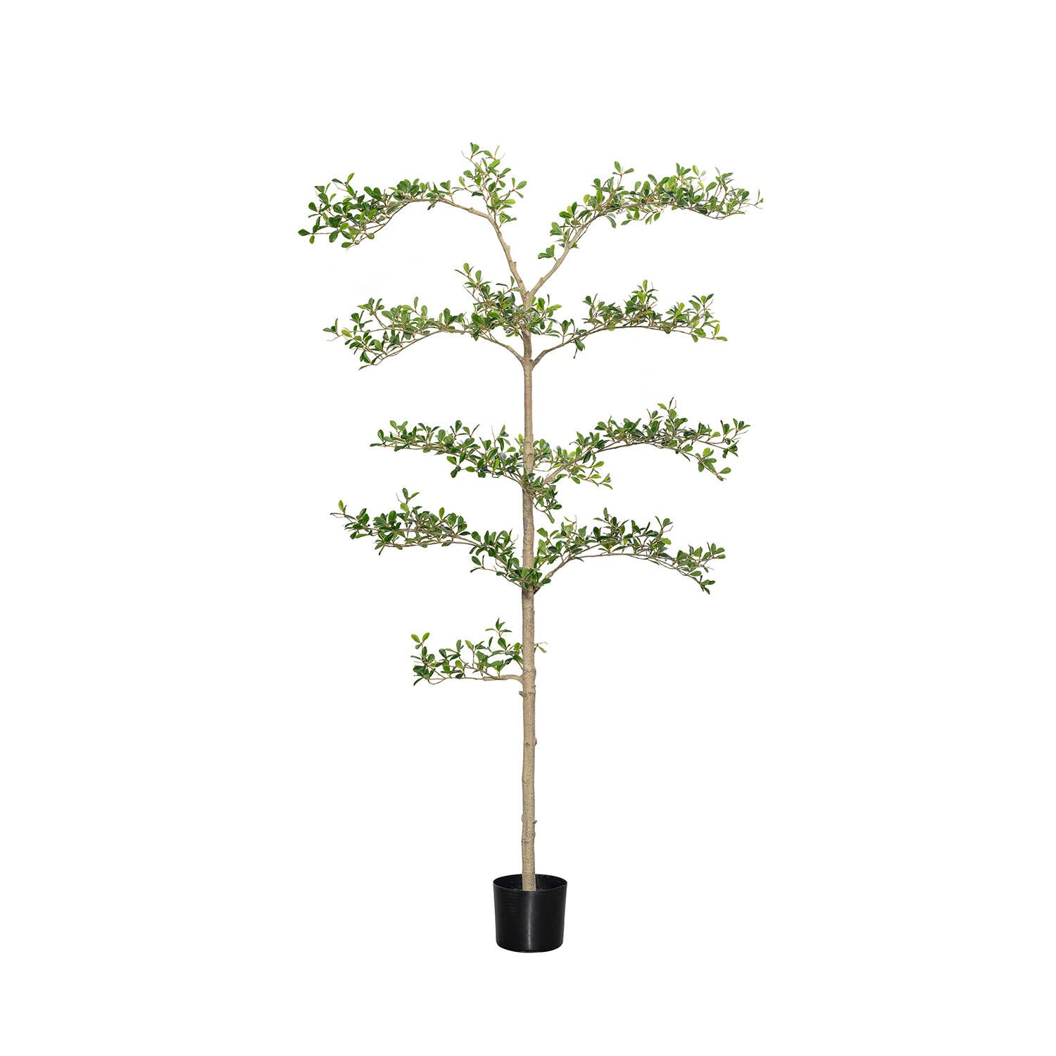 Pottery Pots - Nepplanten Buchida Buceras Shady Lady Tree L, Groen