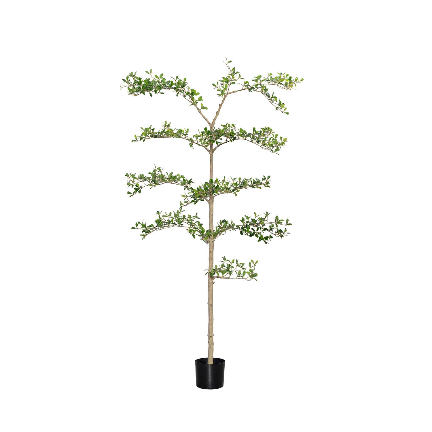 Pottery Pots - Nepplanten Buchida Buceras Shady Lady Tree L, Groen