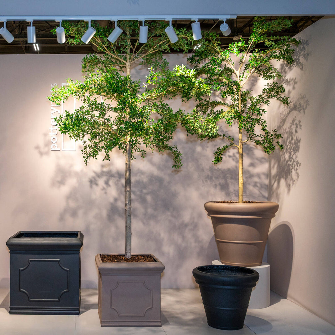 Pottery Pots - Nepplanten Buchida Buceras Shady Lady Tree L, Groen