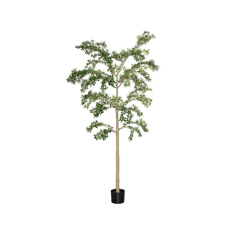 Pottery Pots - Nepplanten Buchida Buceras Shady Lady Tree XL, Groen