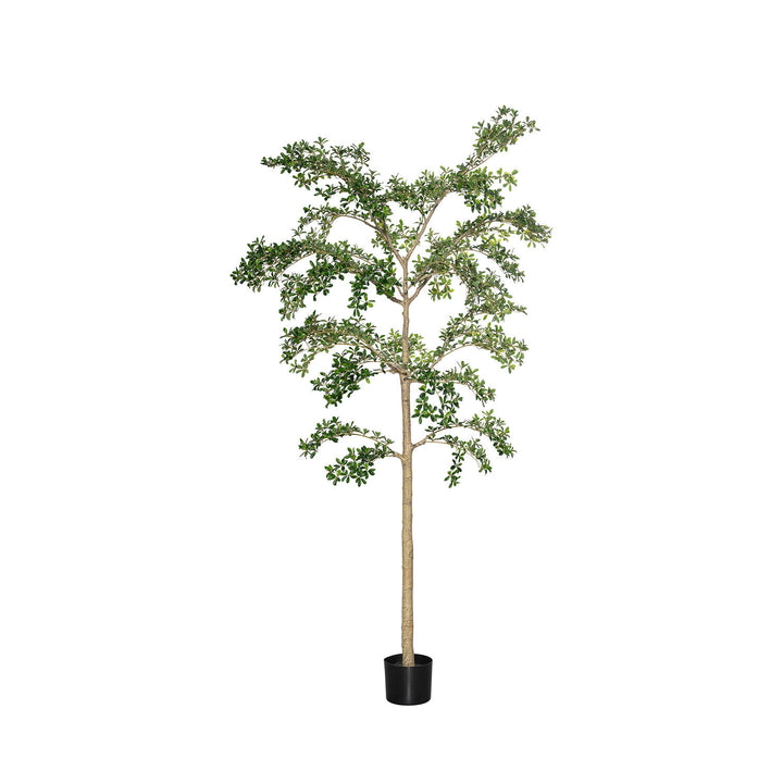 Pottery Pots - Nepplanten Buchida Buceras Shady Lady Tree XXL, Groen
