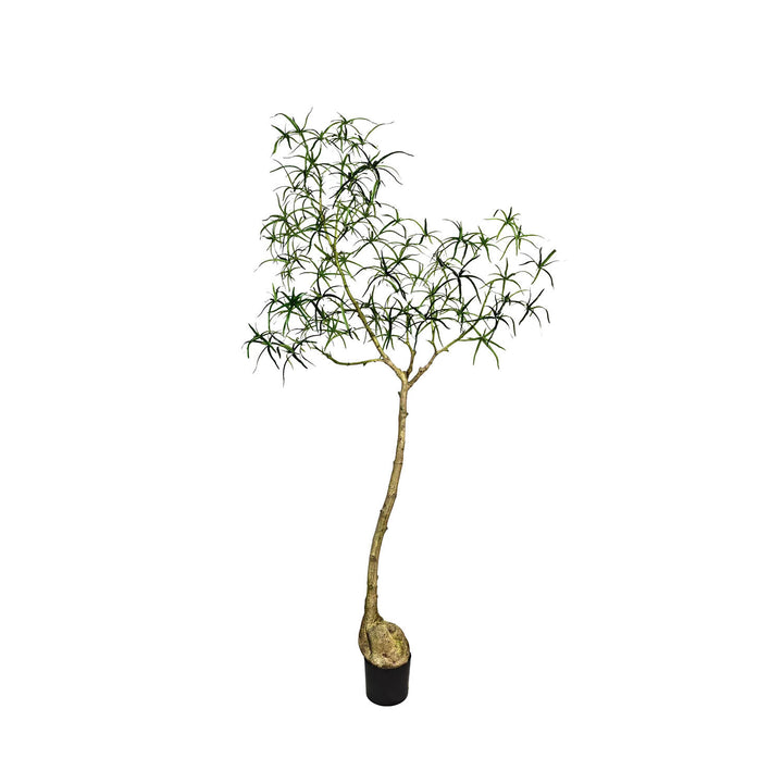 Pottery Pots - Nepplanten Queensland bottle Tree L, Groen