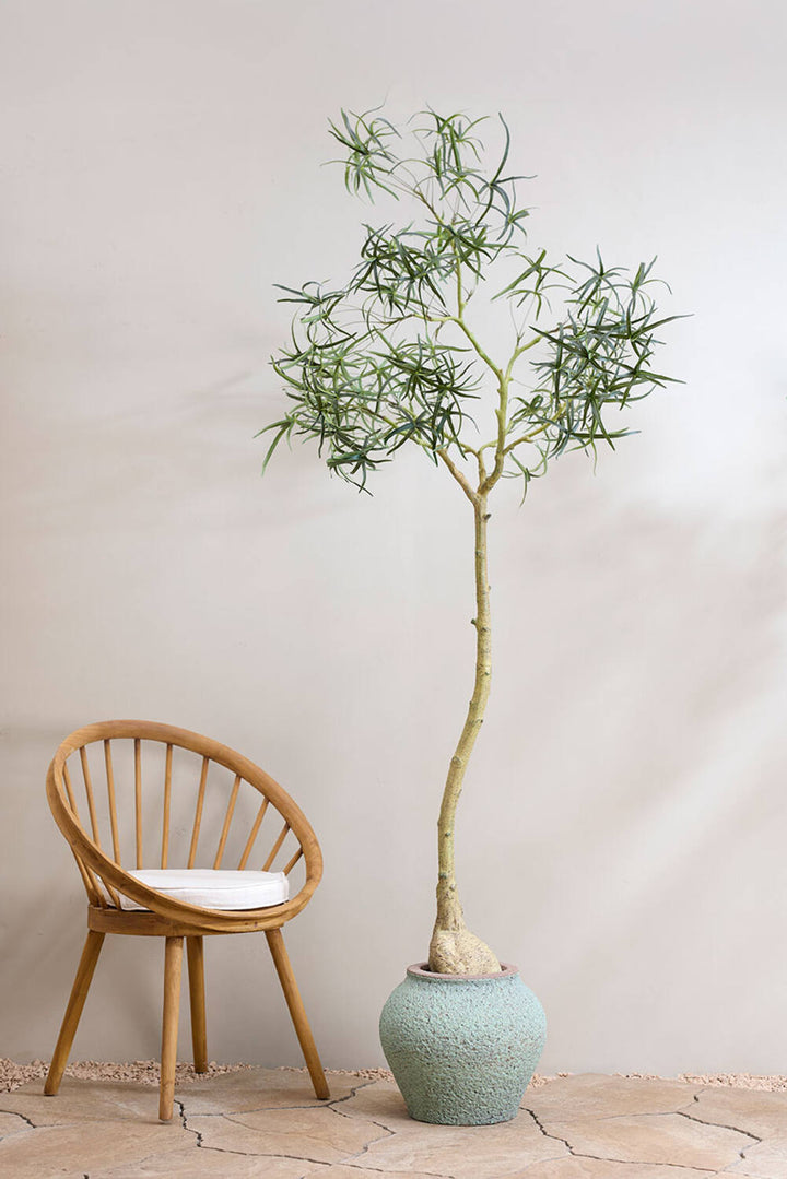 Pottery Pots - Nepplanten Queensland bottle Tree L, Groen