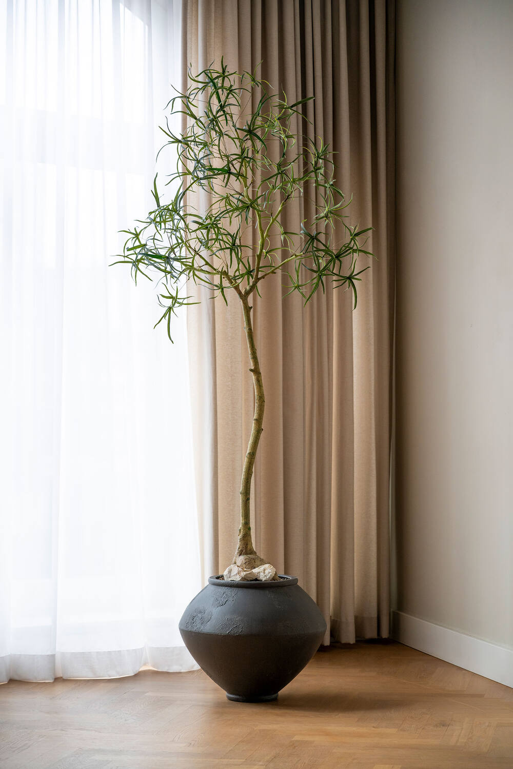 Pottery Pots - Nepplanten Queensland bottle Tree L, Groen