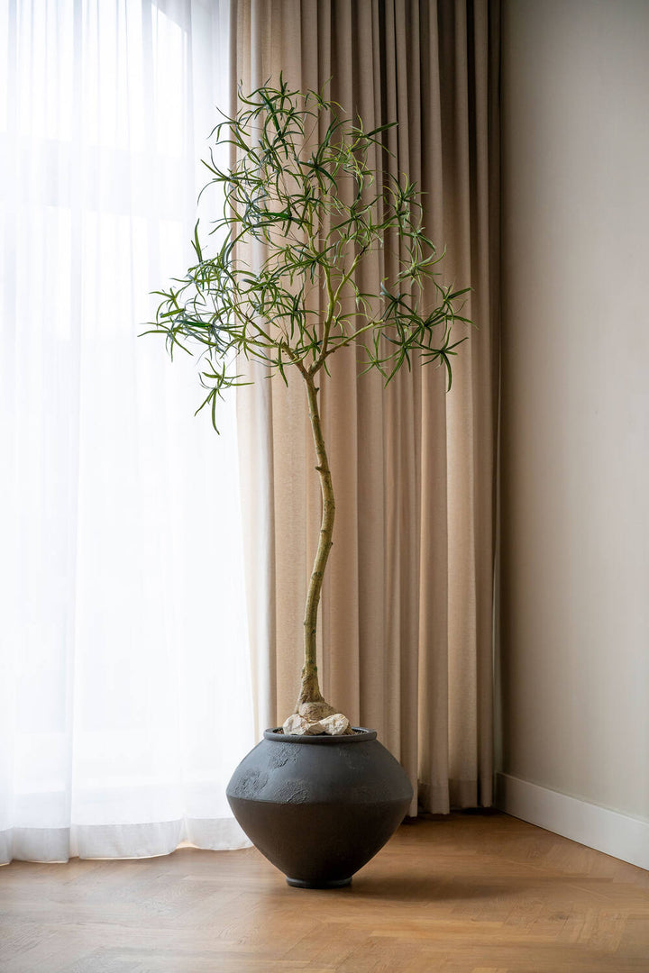 Pottery Pots - Nepplanten Queensland bottle Tree L, Groen