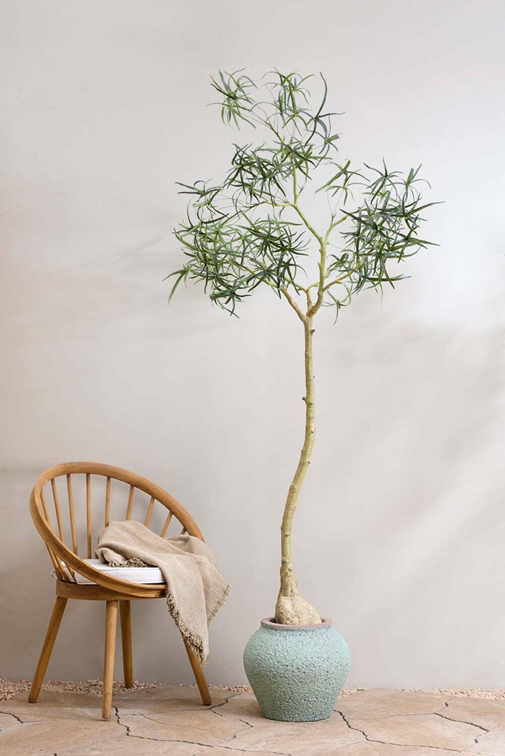 Pottery Pots - Nepplanten Queensland bottle Tree L, Groen