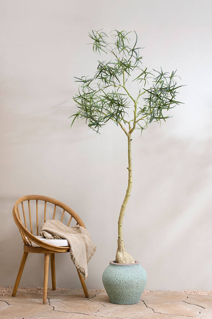 Pottery Pots - Nepplanten Queensland bottle Tree L, Groen
