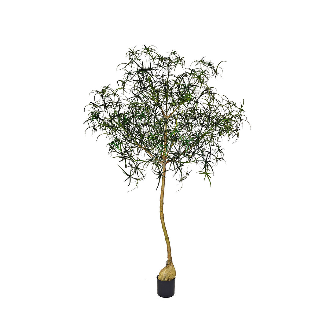 Pottery Pots - Nepplanten Queensland bottle Tree XL, Groen