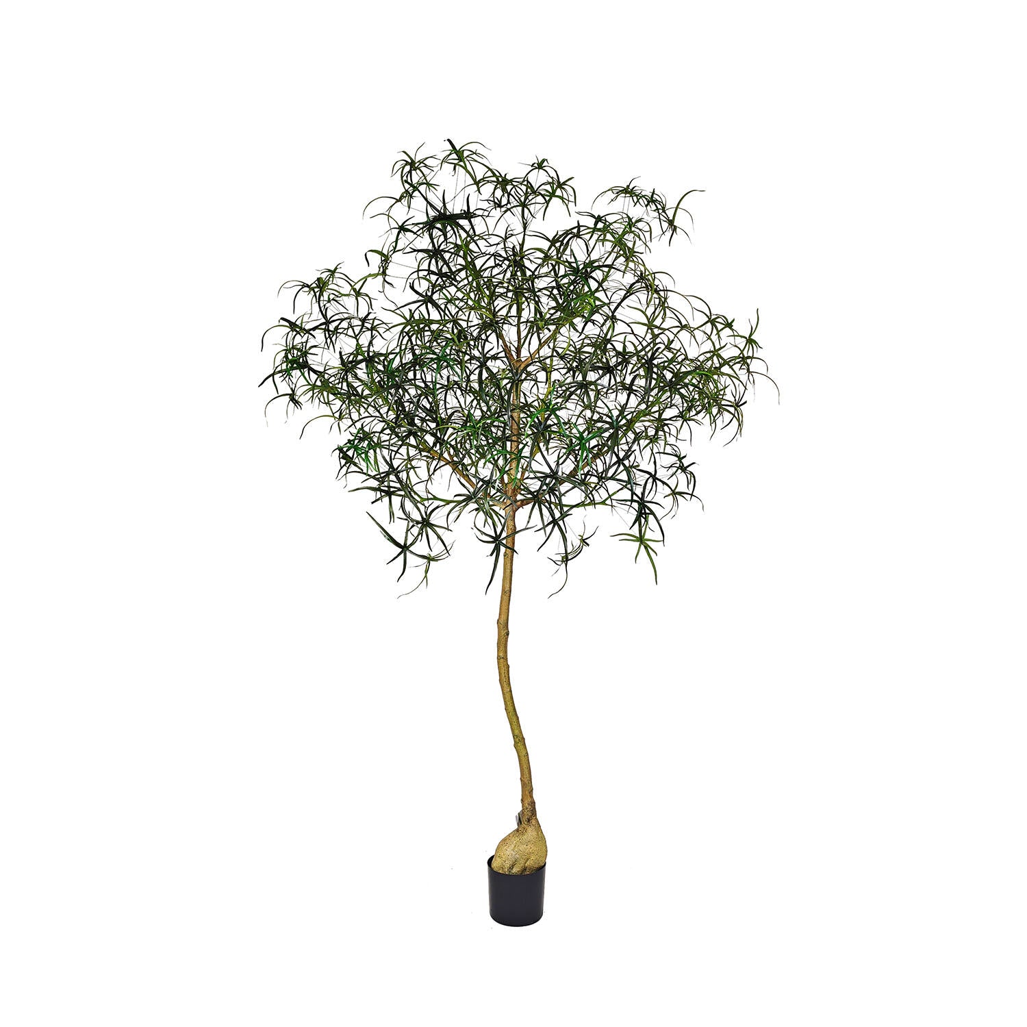 Pottery Pots - Nepplanten Queensland bottle Tree XL, Groen