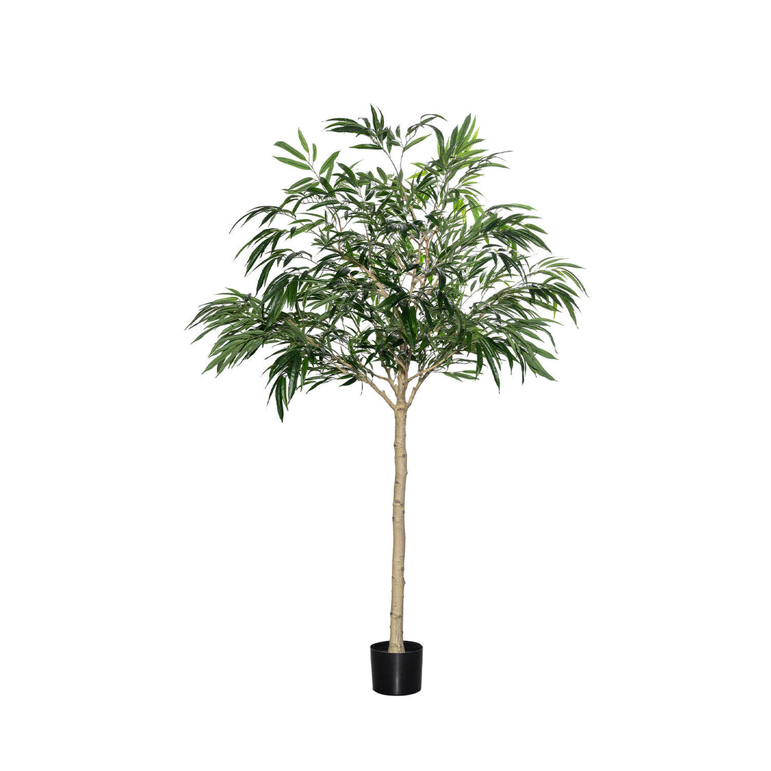 Pottery Pots - Nepplanten Ficus Alii Tree XL, Groen