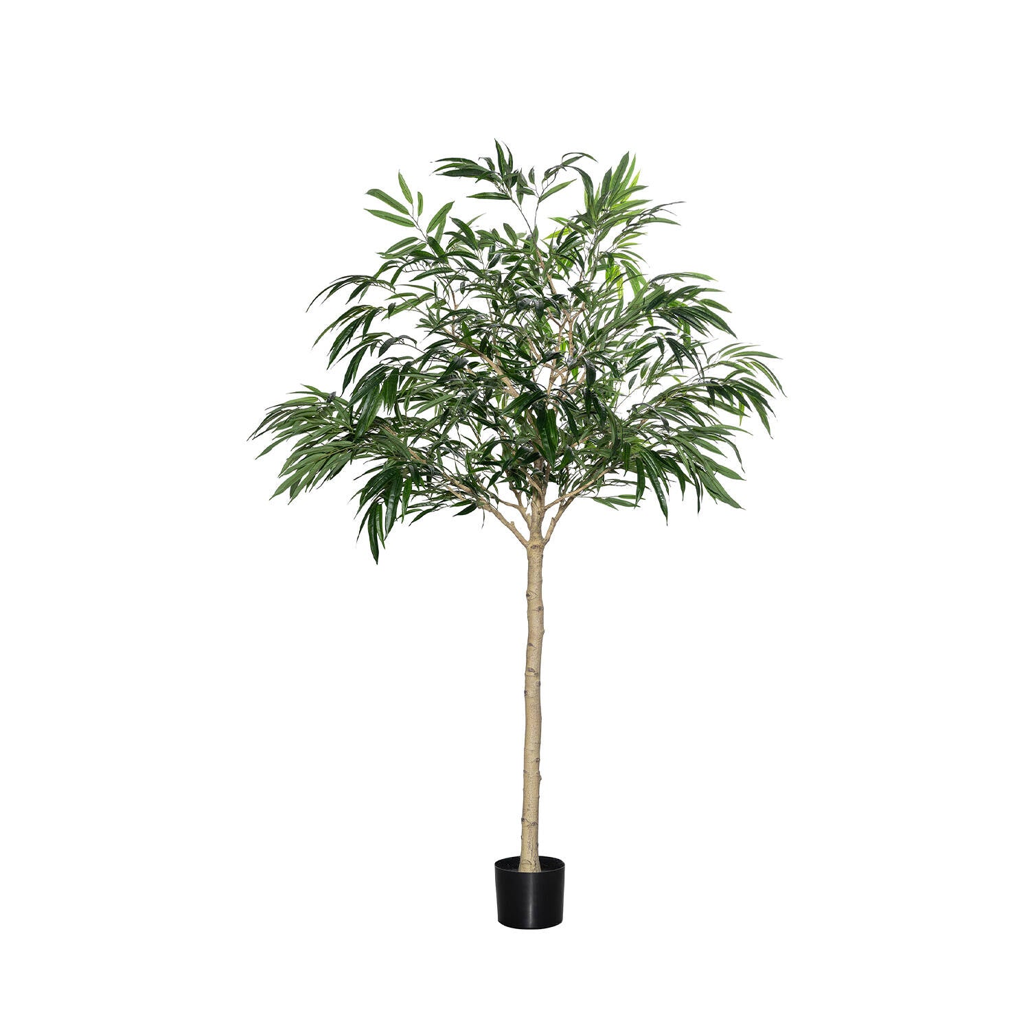 Pottery Pots - Nepplanten Ficus Alii Tree XL, Groen
