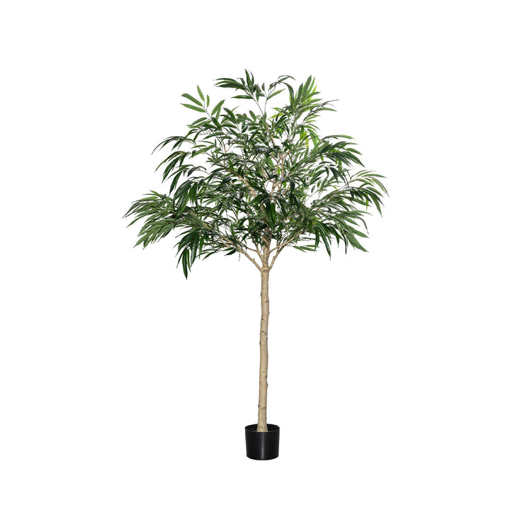 Pottery Pots - Nepplanten Ficus Alii Tree XL, Groen