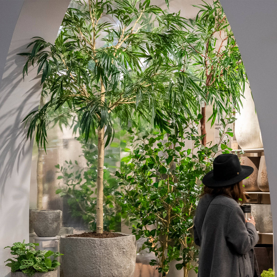 Pottery Pots - Nepplanten Ficus Alii Tree XL, Groen