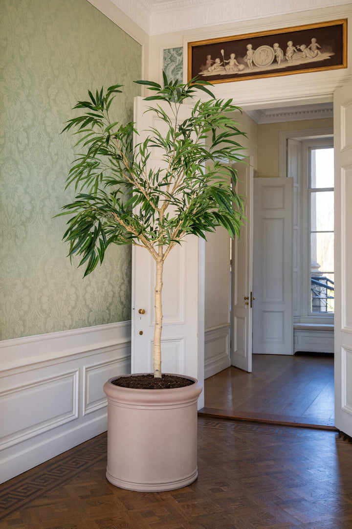 Pottery Pots - Nepplanten Ficus Alii Tree XL, Groen
