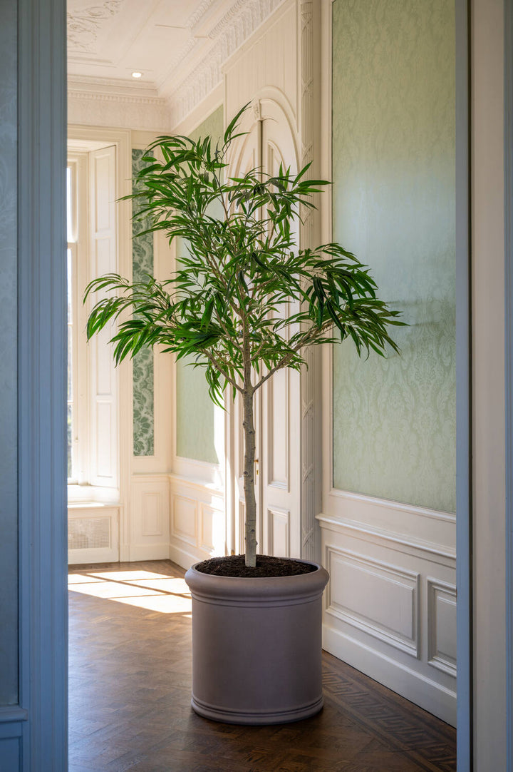 Pottery Pots - Nepplanten Ficus Alii Tree XL, Groen