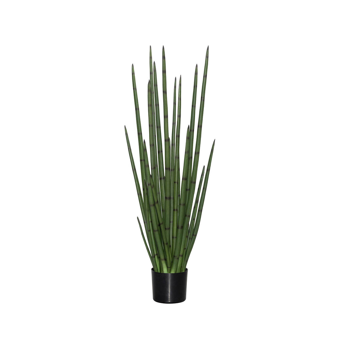 Pottery Pots - Nepplanten Sansevieria Cylindrica M, Groen