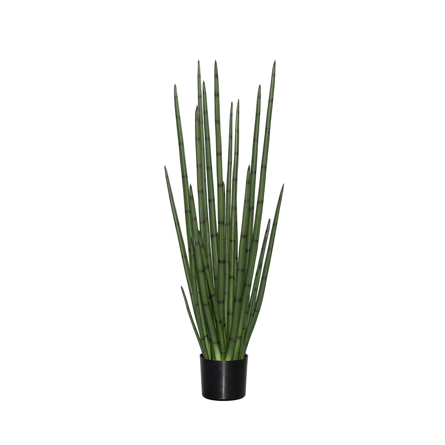 Pottery Pots - Nepplanten Sansevieria Cylindrica M, Groen
