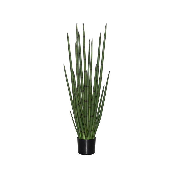 Pottery Pots - Nepplanten Sansevieria Cylindrica M, Groen