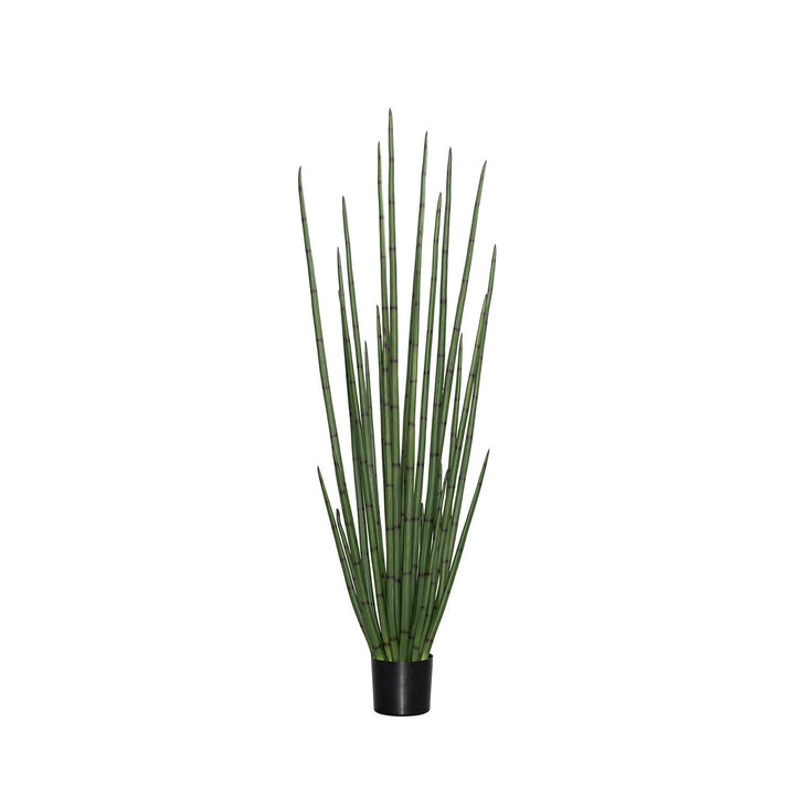 Pottery Pots - Nepplanten Sansevieria Cylindrica L, Groen