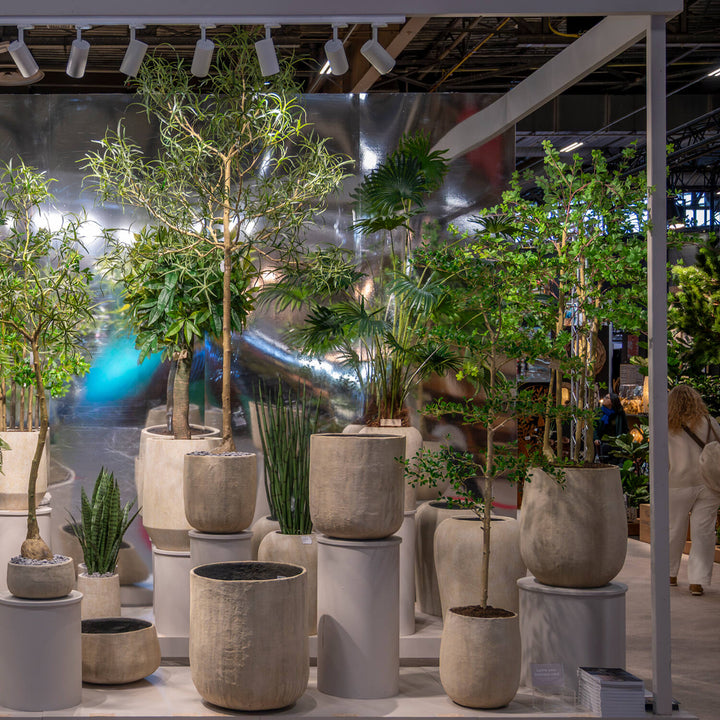 Pottery Pots - Nepplanten Sansevieria Cylindrica L, Groen