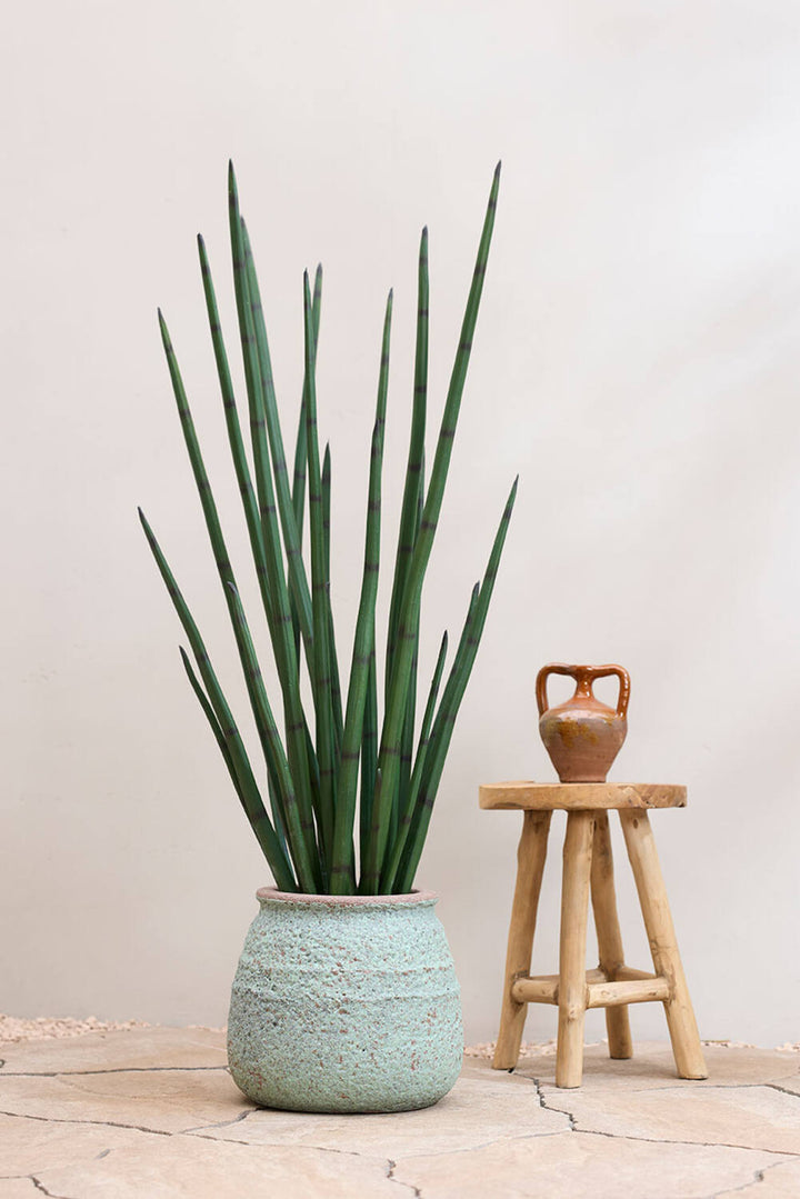 Pottery Pots - Nepplanten Sansevieria Cylindrica L, Groen