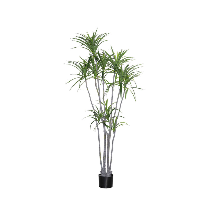 Pottery Pots - Nepplanten Dracaena Marginata XL, Groen
