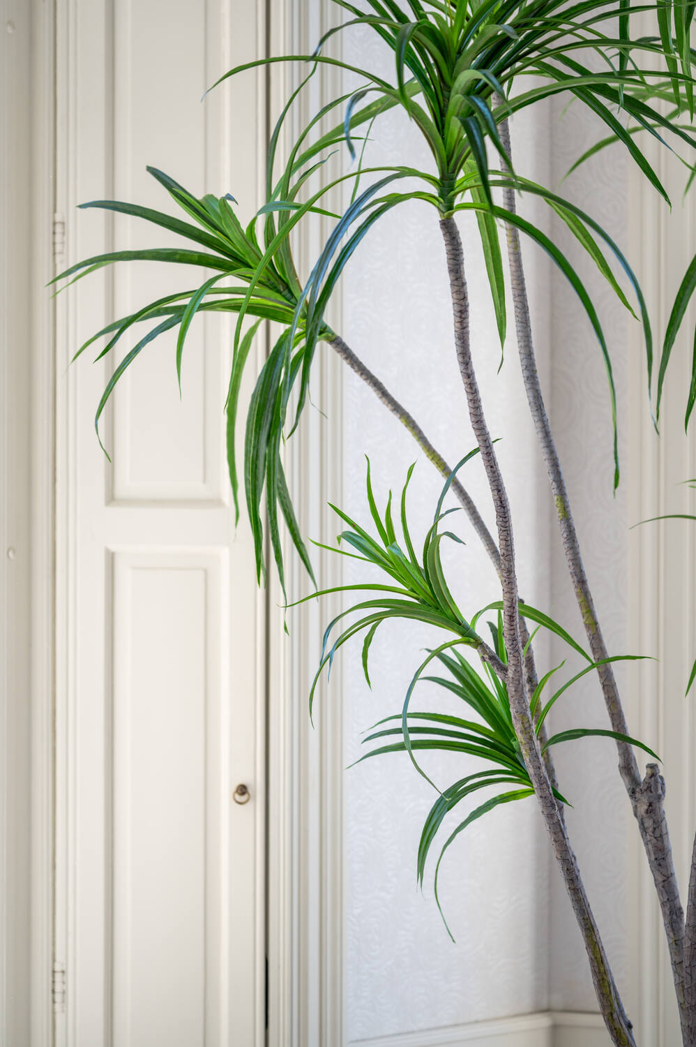Pottery Pots - Nepplanten Dracaena Marginata XL, Groen