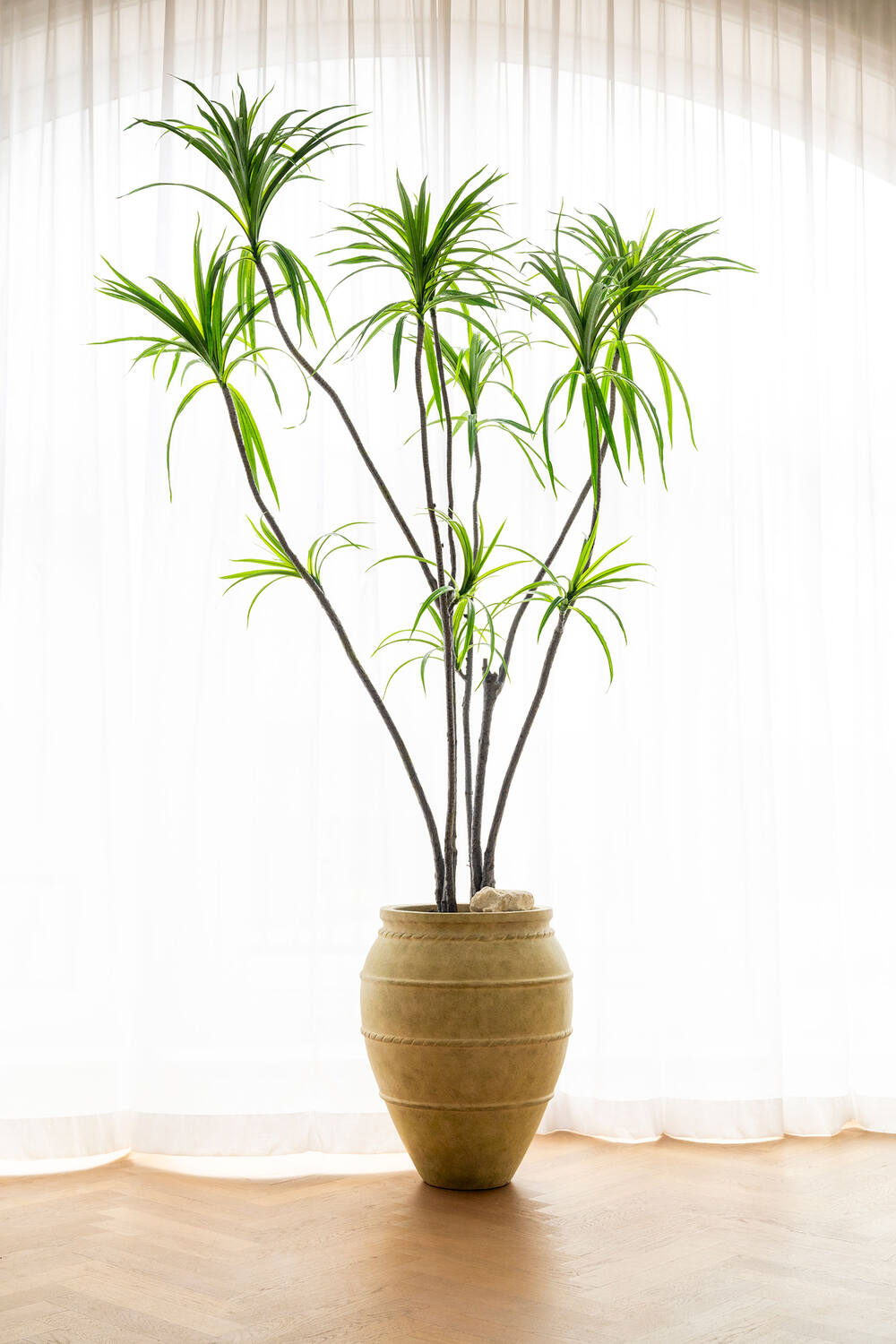 Pottery Pots - Nepplanten Dracaena Marginata XL, Groen