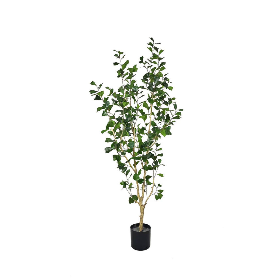 Pottery Pots - Nepplanten Ficus Triangularis Tree L, Groen