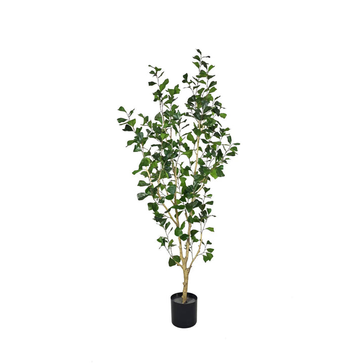 Pottery Pots - Nepplanten Ficus Triangularis Tree L, Groen